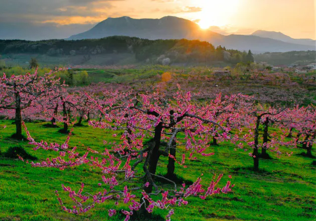 春を感じる桃の花 全国の名所10選 Nikkei Style 春を感じる桃の花 全国の名所10選 Nikkei Style