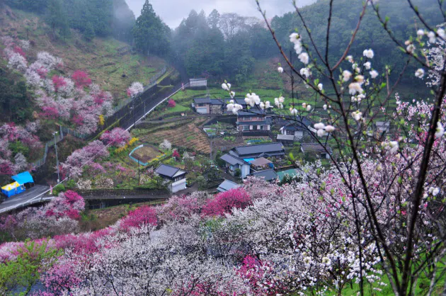 春を感じる桃の花 全国の名所10選 Nikkei Style 春を感じる桃の花 全国の名所10選 Nikkei Style
