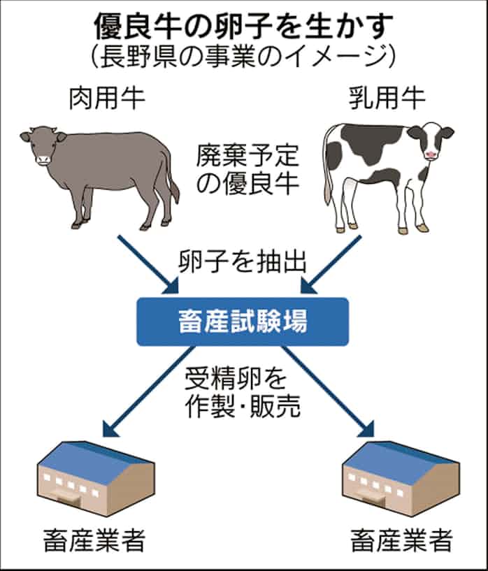 長野県 体外受精で優良牛生産促進 Tpp11対策で 日本経済新聞