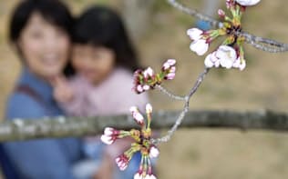 高知市で開花した標本木のソメイヨシノ（15日午後）=共同
