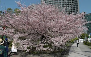 国立劇場の前庭に咲くジンダイアケボノ