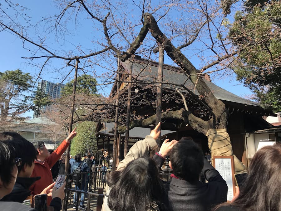 桜に集う 靖国神社 東京で開花宣言 日本経済新聞 桜に集う 靖国神社 東京で開花宣言 日本経済新聞