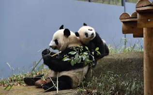 Gw期間のシャンシャン公開 事前抽選制に 上野動物園 日本経済新聞 Gw期間のシャンシャン公開 事前抽選制に 上野動物園 日本経済新聞