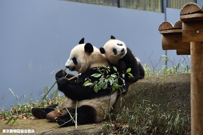 Gw期間のシャンシャン公開 事前抽選制に 上野動物園 日本経済新聞