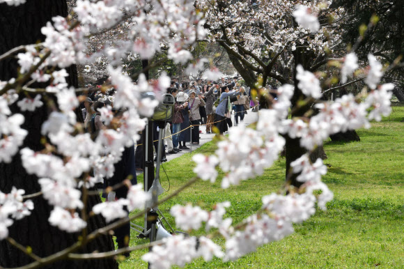 桜を楽しむ見物客 皇居 乾通り公開始まる 日本経済新聞