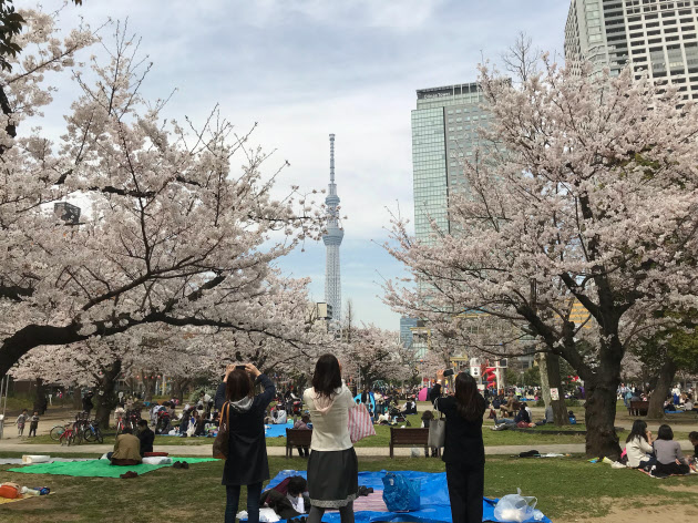 桜に集う 錦糸公園 スカイツリーと 競演 日本経済新聞