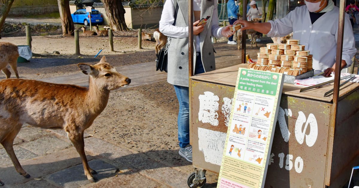 鹿せんべい餌やり教えます 奈良公園に外国人用看板 日本経済新聞 鹿せんべい餌やり教えます 奈良公園に外国人用看板 日本経済新聞