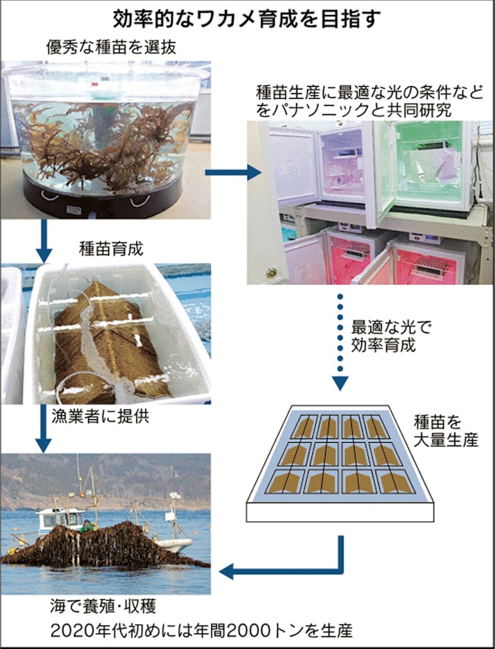 三陸のワカメ 二期作で生産回復 優れた種苗選抜 日本経済新聞 三陸のワカメ 二期作で生産回復 優れた種苗選抜 日本経済新聞