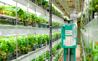 植物工場でのイチゴ栽培はまだ珍しい(静岡県藤枝市の日清紡HD藤枝事業所) 植物工場でのイチゴ栽培はまだ珍しい(静岡県藤枝市の日清紡HD藤枝事業所)