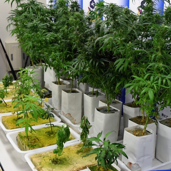 大麻摘発 初の3千人超え 17年 警察庁統計 日本経済新聞 大麻摘発 初の3千人超え 17年 警察庁統計 日本経済新聞