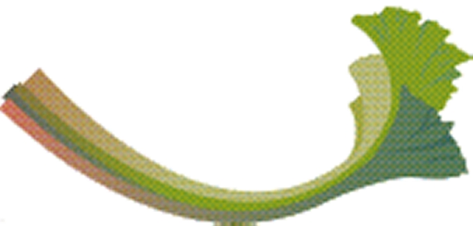 フキ 日本原産 全国で自生 彩時季 日本経済新聞