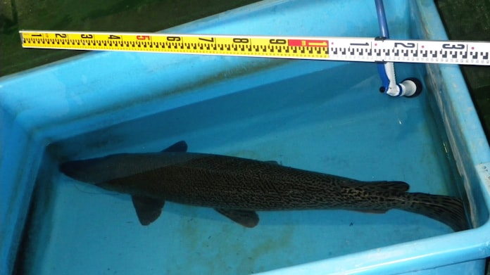 外来肉食魚の アリゲーターガー 名大の池で捕獲 日本経済新聞 外来肉食魚の アリゲーターガー 名大の池で捕獲 日本経済新聞