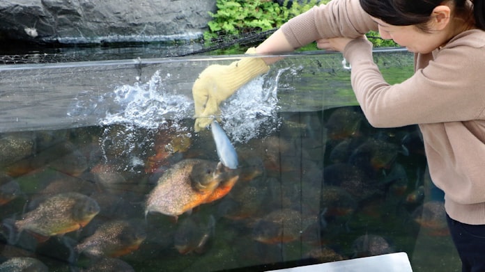 ピラニアに餌をやろう 八景島シーパラダイス 日本経済新聞 ピラニアに餌をやろう 八景島シーパラダイス 日本経済新聞