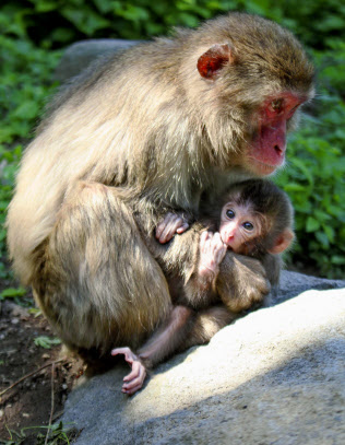 大分市の高崎山自然動物園で生まれ「ソダネ」と命名された雌の赤ちゃんザル(下、11日、同園提供)=共同 大分市の高崎山自然動物園で生まれ「ソダネ」と命名された雌の赤ちゃんザル(下、11日、同園提供)=共同