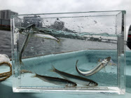 多摩川にアユ戻る 遡上数 過去2番目 日本経済新聞