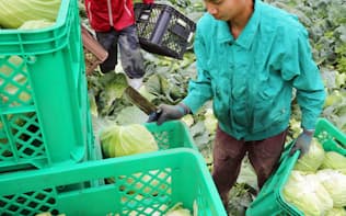 キャベツを収穫するインドネシアからの技能実習生（5月、茨城県茨城町）