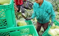 キャベツを収穫するインドネシアからの技能実習生（5月、茨城県茨城町）