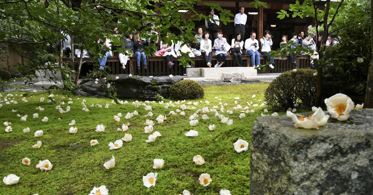 沙羅の花 はかなく美しく 京都 東林院で愛でる会 日本経済新聞 沙羅の花 はかなく美しく 京都 東林院で愛でる会 日本経済新聞