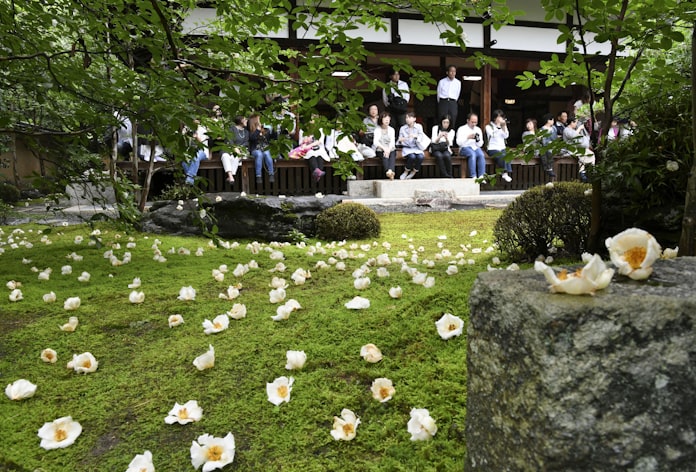 沙羅の花 はかなく美しく 京都 東林院で愛でる会 日本経済新聞 沙羅の花 はかなく美しく 京都 東林院で愛でる会 日本経済新聞