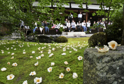 沙羅の花 はかなく美しく 京都 東林院で愛でる会 日本経済新聞