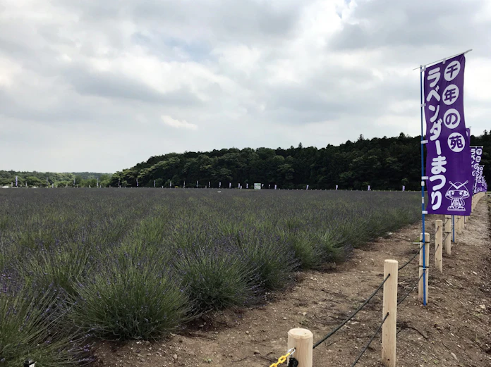 埼玉 嵐山町に国内屈指のラベンダー園 日本経済新聞 埼玉 嵐山町に国内屈指のラベンダー園 日本経済新聞