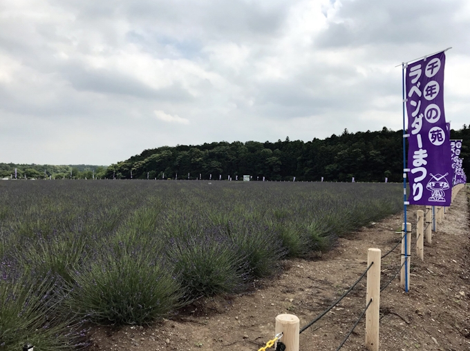 埼玉 嵐山町に国内屈指のラベンダー園 日本経済新聞