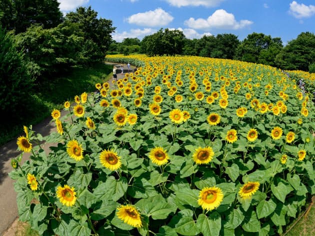 ひまわり畑 東京都内でも楽しめる 夏にインスタ映え Nikkei Style ひまわり畑 東京都内でも楽しめる 夏にインスタ映え Nikkei Style