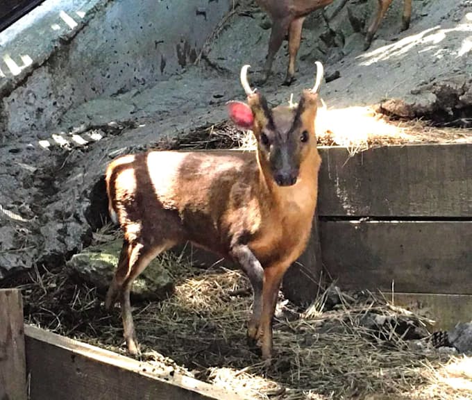 キョン増加に歯止め 都の昨年調査 捕獲強化奏功 日本経済新聞