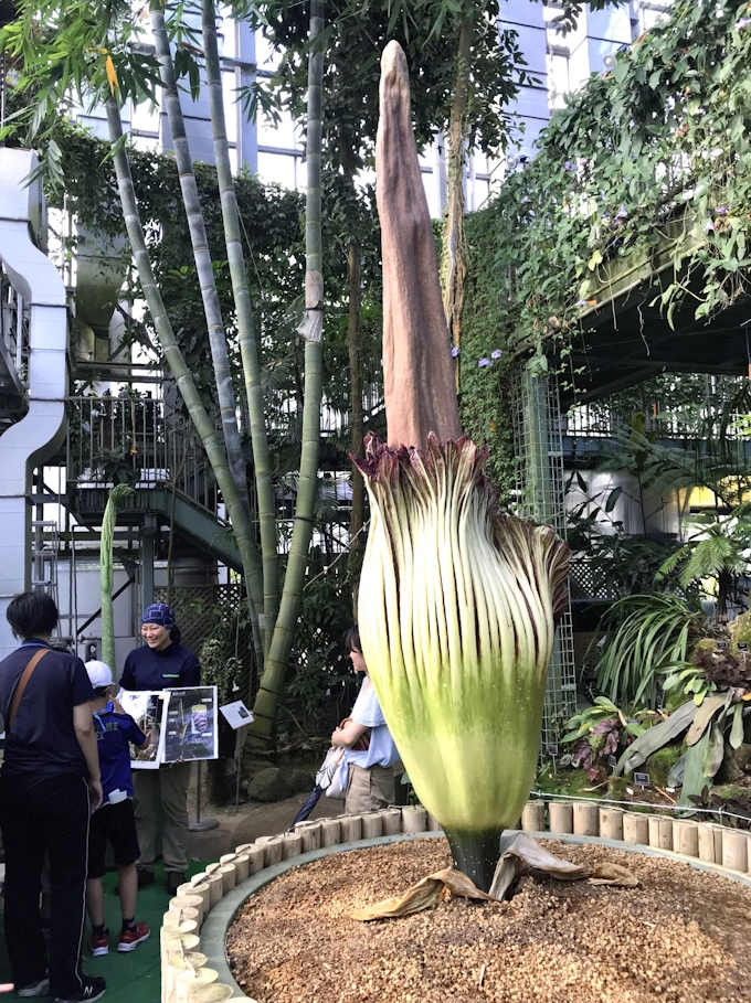 世界最大の 花 2年ぶり開花 筑波実験植物園 日本経済新聞
