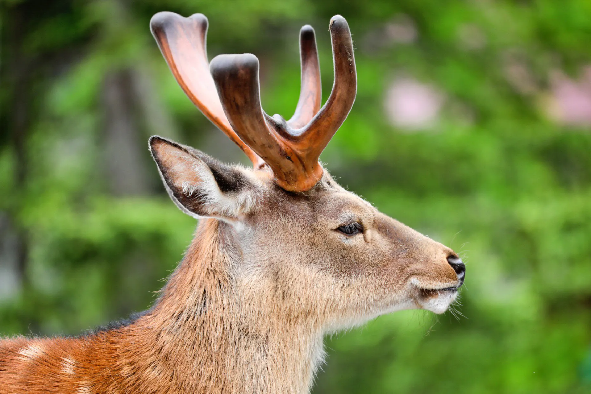 身近な地元の生きもの自慢 できますか Nikkei Style 身近な地元の生きもの自慢 できますか Nikkei Style