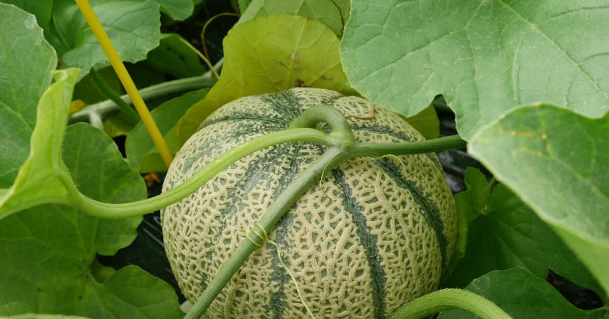 メロン さばえ夢てまり 水管理で糖度14度以上 日本経済新聞 メロン さばえ夢てまり 水管理で糖度14度以上 日本経済新聞