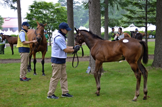 売却額179億円超 今年も お化けセール 健在 日本経済新聞