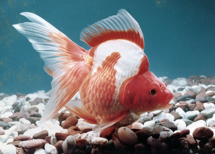 揺らぐ赤い影 金魚の養魚場 東京 江戸川 日本経済新聞 揺らぐ赤い影 金魚の養魚場 東京 江戸川 日本経済新聞