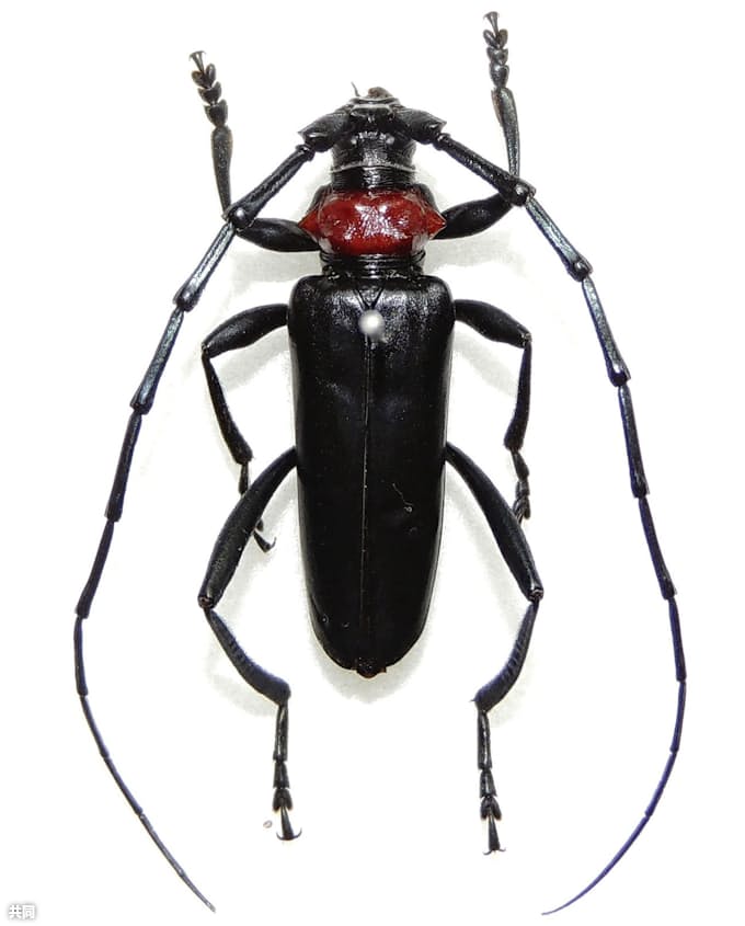 外来カミキリから樹木守れ 被害拡大 対策待ったなし 日本経済新聞