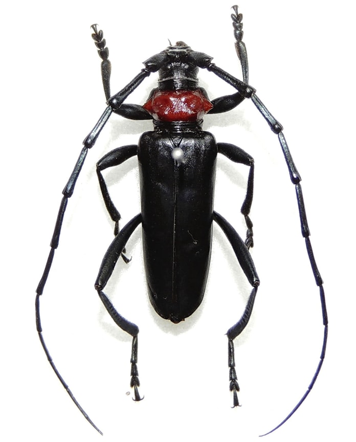 外来カミキリから樹木守れ 被害拡大 対策待ったなし 日本経済新聞 外来カミキリから樹木守れ 被害拡大 対策待ったなし 日本経済新聞