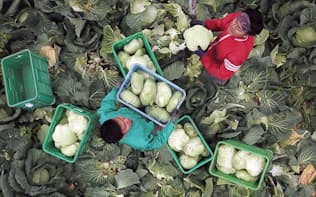 キャベツを収穫するインドネシアからの技能実習生