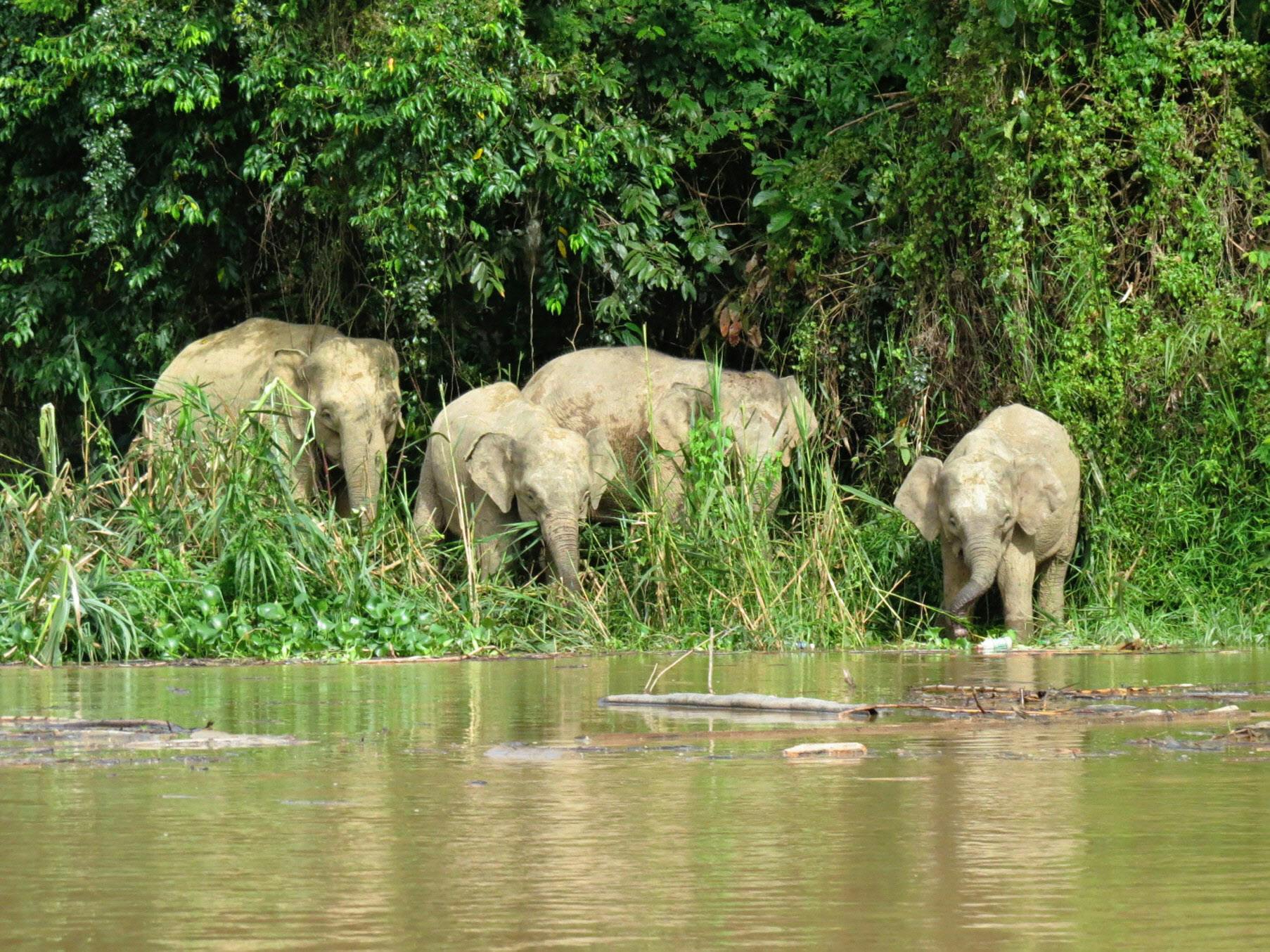 ボルネオで実感 人は熱帯生まれの動物 Nikkei Style ボルネオで実感 人は熱帯生まれの動物 Nikkei Style