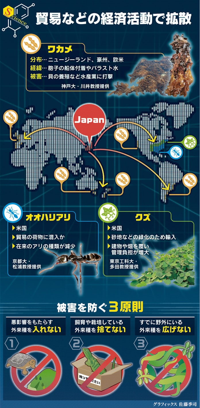 日本のワカメやクズ 異国で大繁殖 逆の外来種問題に 日本経済新聞 日本のワカメやクズ 異国で大繁殖 逆の外来種問題に 日本経済新聞