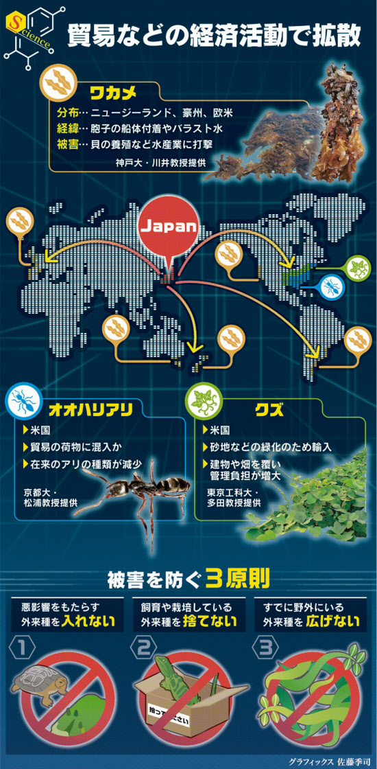日本のワカメやクズ 異国で大繁殖 逆の外来種問題に 日本経済新聞 日本のワカメやクズ 異国で大繁殖 逆の外来種問題に 日本経済新聞