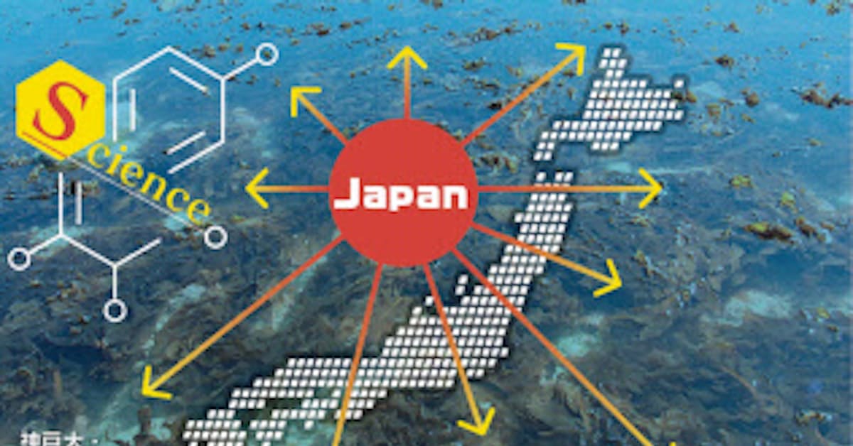 日本のワカメやクズ 異国で大繁殖 逆の外来種問題に 日本経済新聞