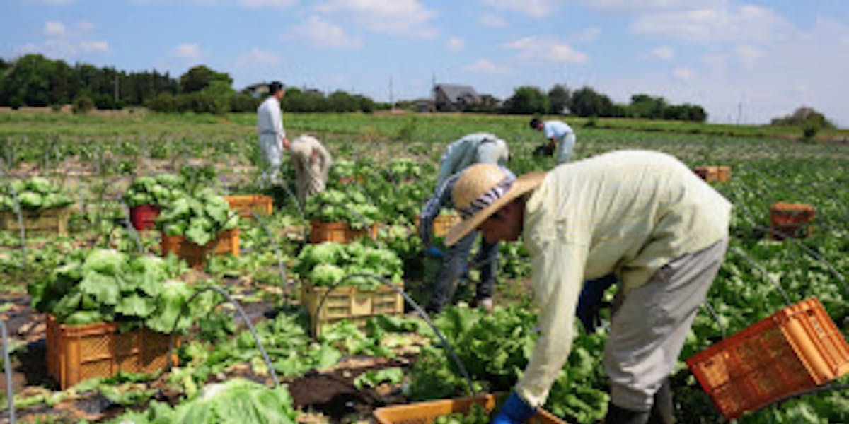 農業の外国人依存度 1位は茨城県 20代は半数 日本経済新聞