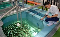 サーモン養殖施設の水質を検査する三井物産の社員（千葉県木更津市）