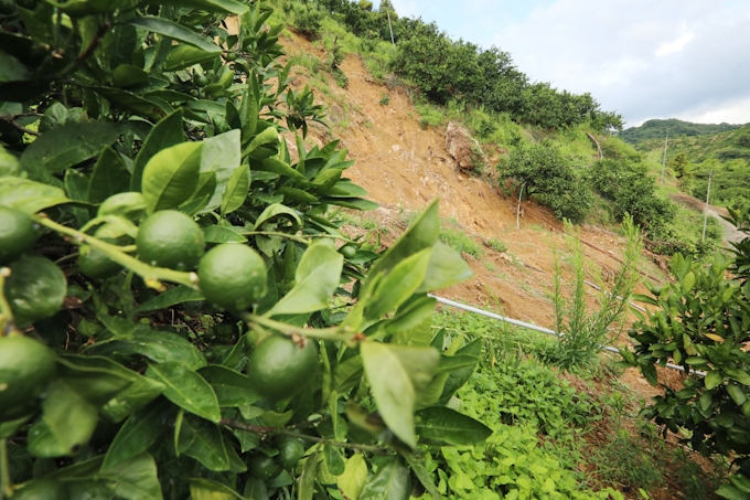 ミカン リンゴに生育懸念 豪雨や猛暑で品質低下も 日本経済新聞