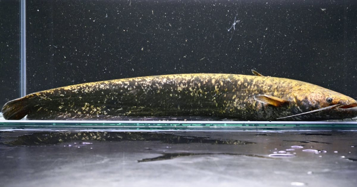 新種のナマズ確認 57年ぶり 愛知など5県に生息 日本経済新聞 新種のナマズ確認 57年ぶり 愛知など5県に生息 日本経済新聞