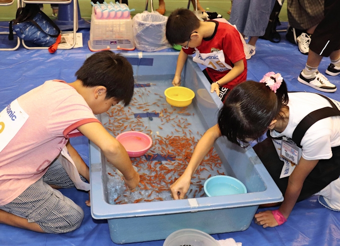 奈良で金魚すくいの全国大会 大阪の小6男子が2連覇 日本経済新聞