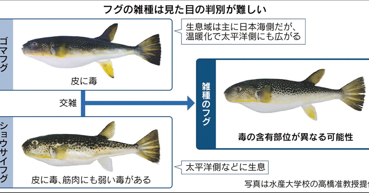 危ない 雑種フグ 増加中 毒の部位不明 判別も困難 日本経済新聞 危ない 雑種フグ 増加中 毒の部位不明 判別も困難 日本経済新聞