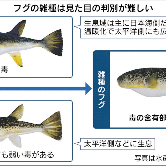 危ない 雑種フグ 増加中 毒の部位不明 判別も困難 日本経済新聞 危ない 雑種フグ 増加中 毒の部位不明 判別も困難 日本経済新聞