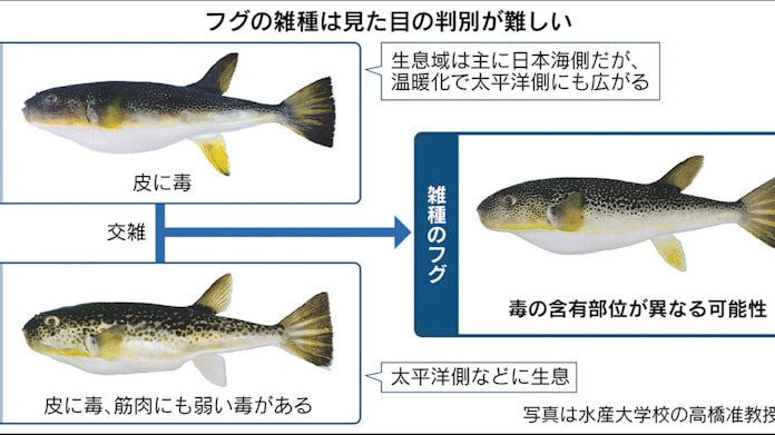 トラフグ 毒 部位