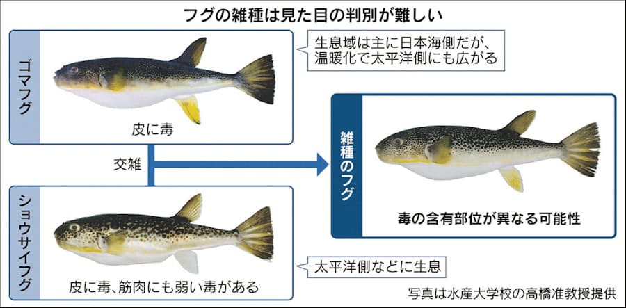 危ない 雑種フグ 増加中 毒の部位不明 判別も困難 日本経済新聞