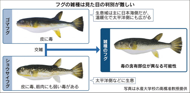 危ない 雑種フグ 増加中 毒の部位不明 判別も困難 日本経済新聞